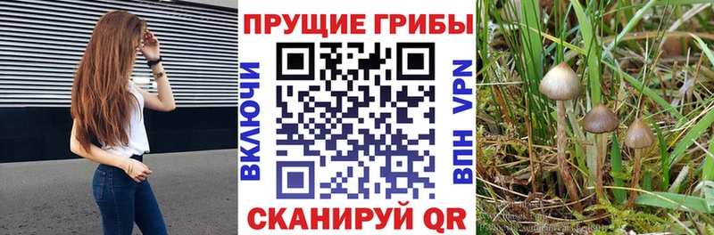 Псилоцибиновые грибы GOLDEN TEACHER  Белокуриха 